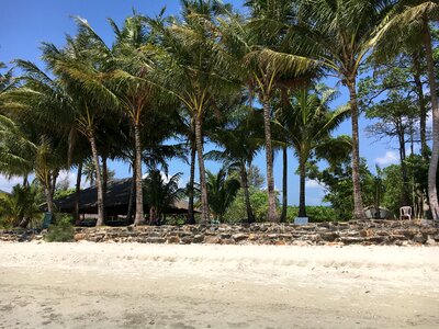 Koh chang palm trees landscape photo