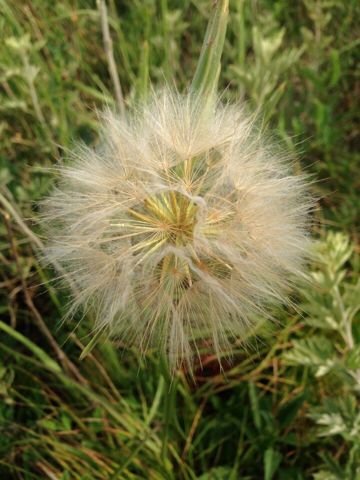 Dandelion green plants summer