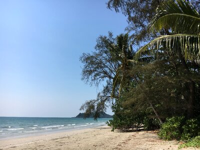 Palm trees landscape beach
