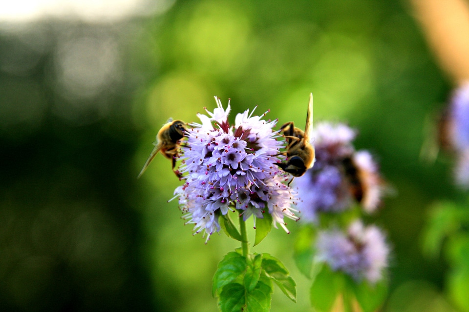 Bees flower pollination