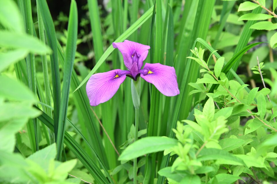 Irises purple iris type