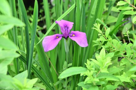 Irises purple iris type photo