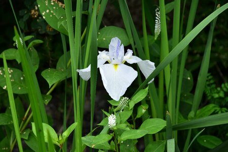 Irises white flowers iris type photo
