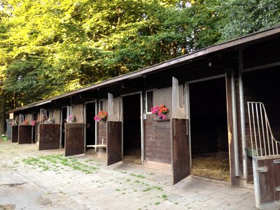 Stalls horses freedom