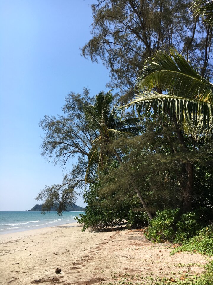 Palm trees landscape beach