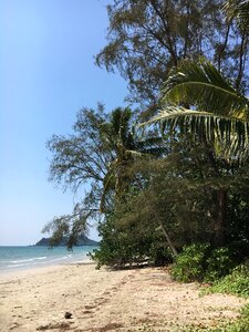 Palm trees landscape beach