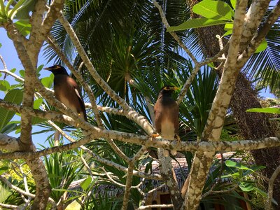 Tree birds animals