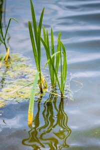 Pond landscape nature