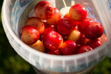 Sweet cherry harvest summer