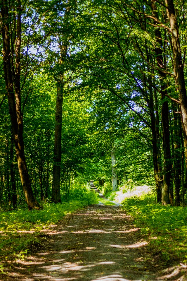 The path the road in the forest tree