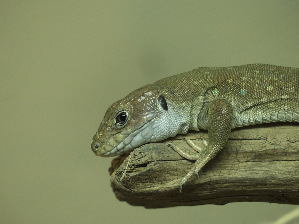 Reptile zoo reptilian