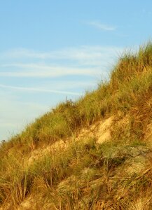 Sea grass summer