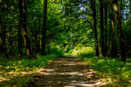The path the road in the forest tree