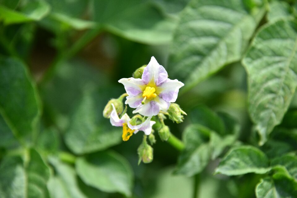 Potato vegetable flowers