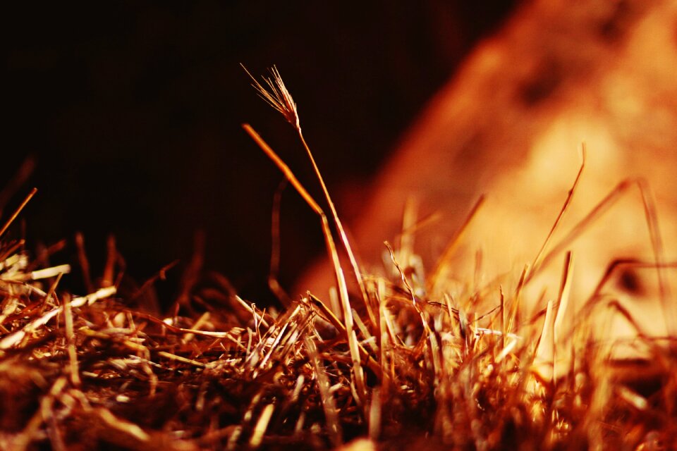 Yellow macro autumn