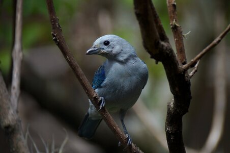 Canary birds bluebird photo