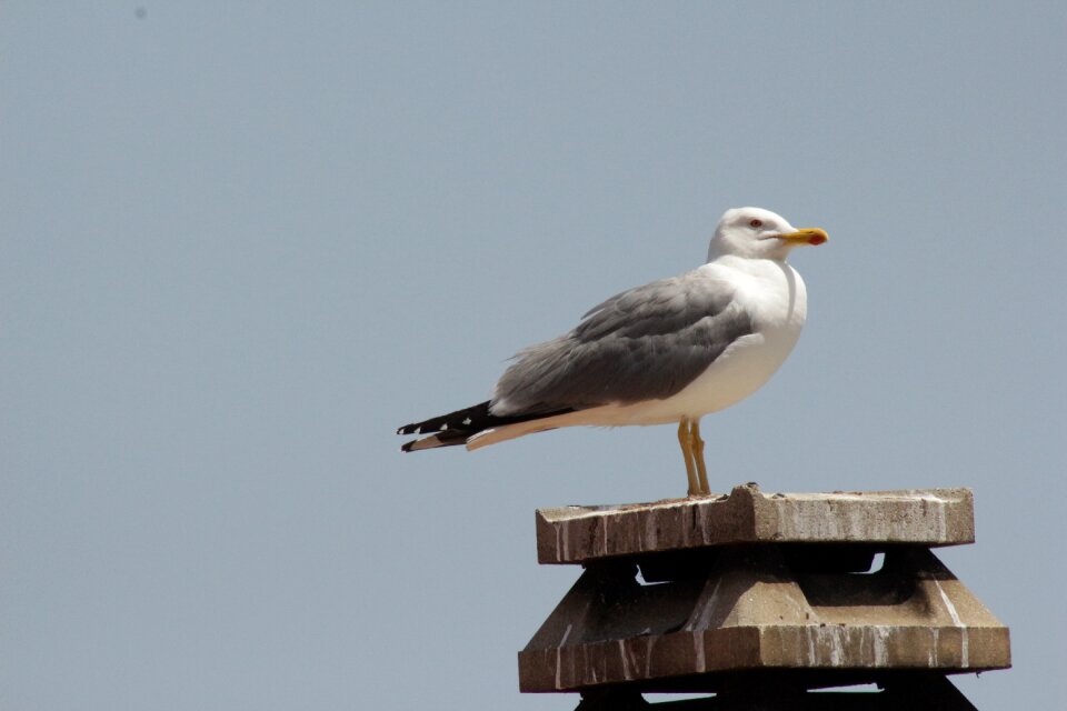 Seagull sardinia meditation