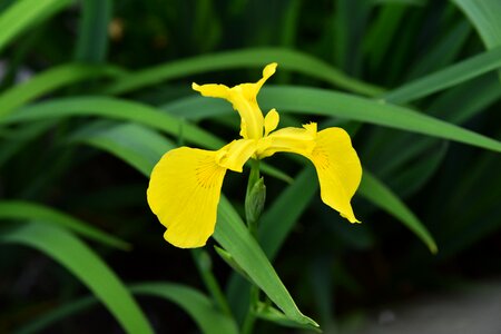 Irises yellow a flower garden photo