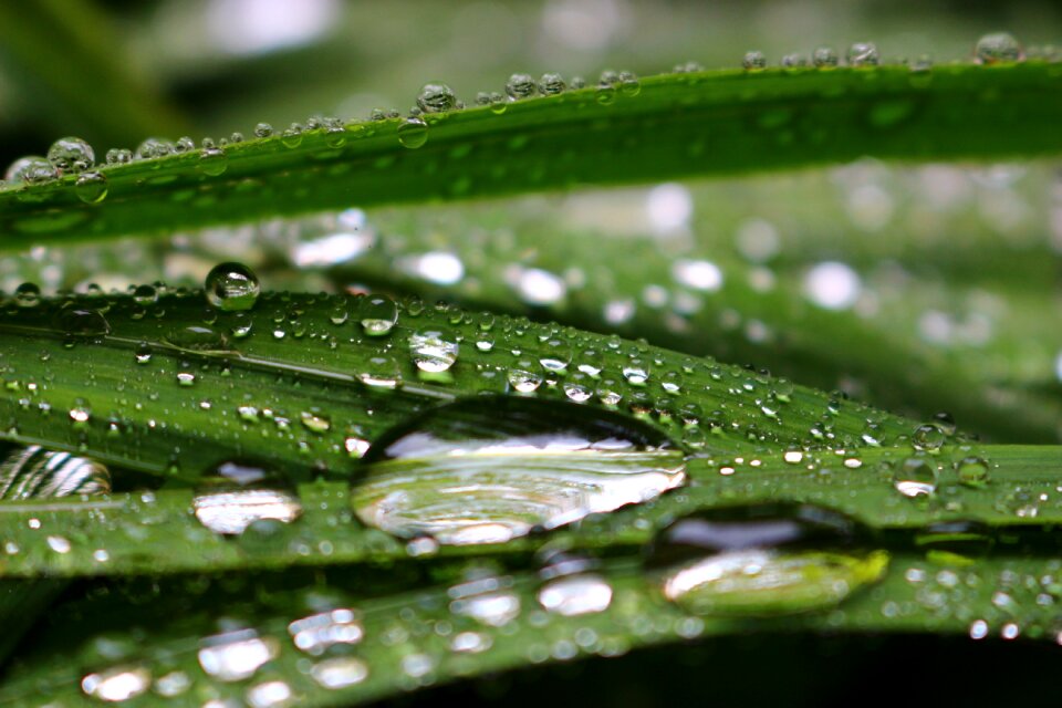 Nature macro leaf