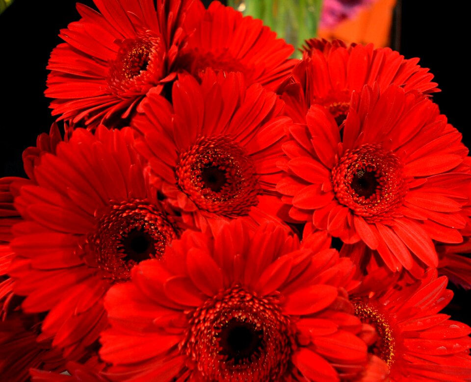 Nature spring flower