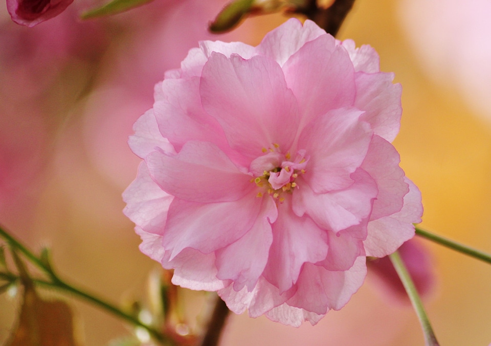 Macro flowers plant