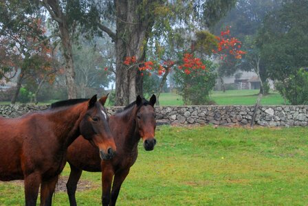 Campestre vegetation trees photo