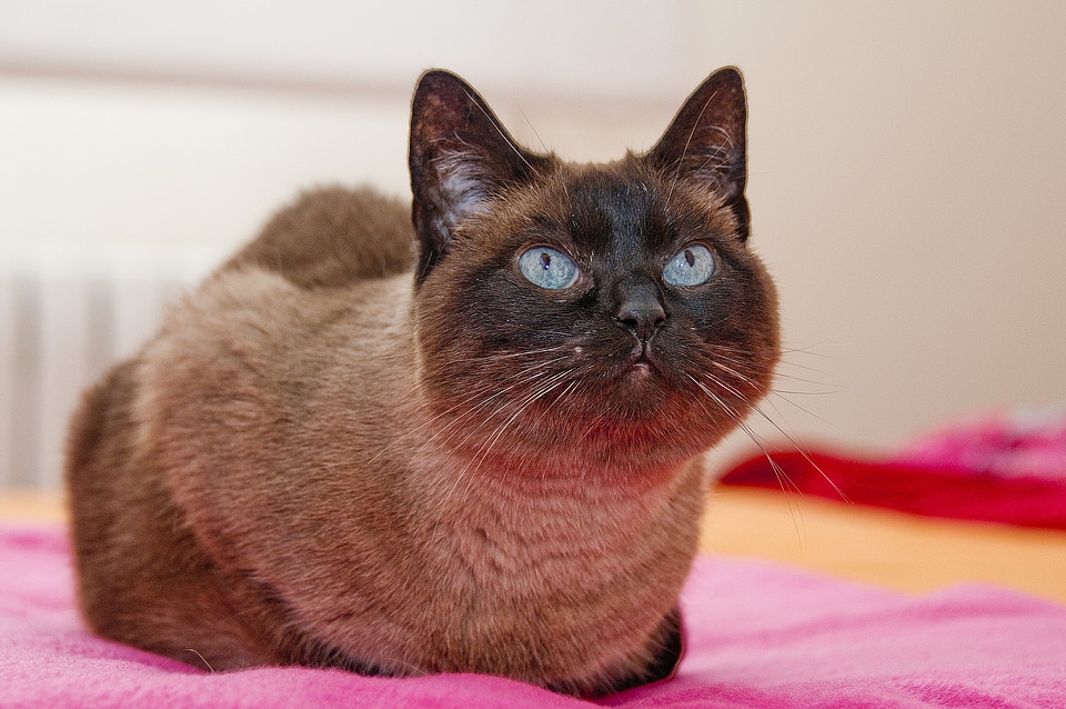 Cat face kitty pet