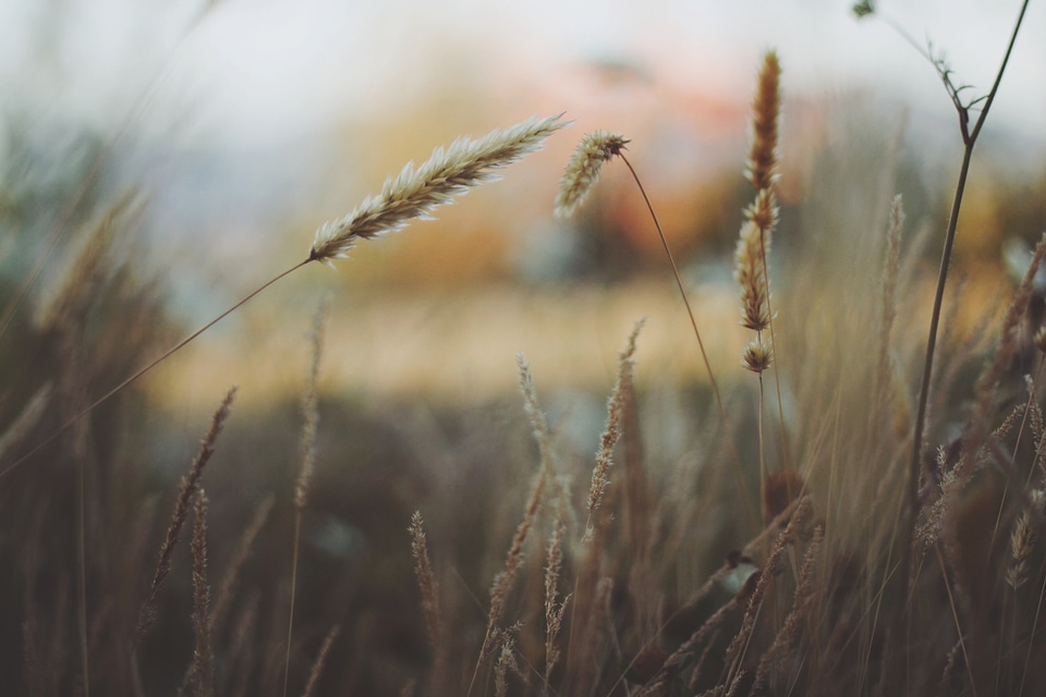 Field plant natural