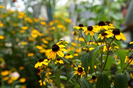 Yellow flower garden nature