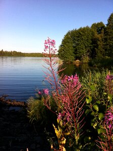 Summer summer flowers nature