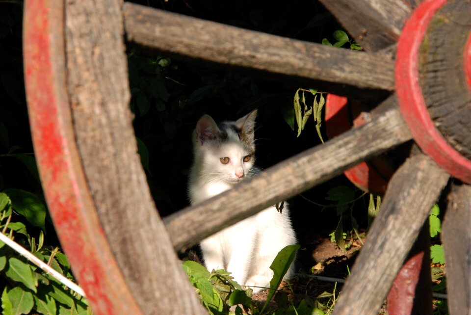 Pet wheel wagon wheel