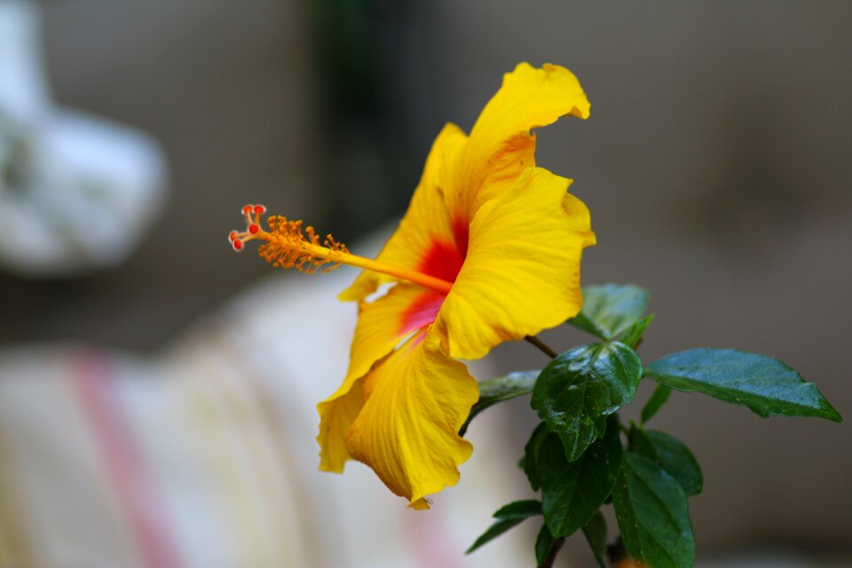 Nature yellow flowers garden