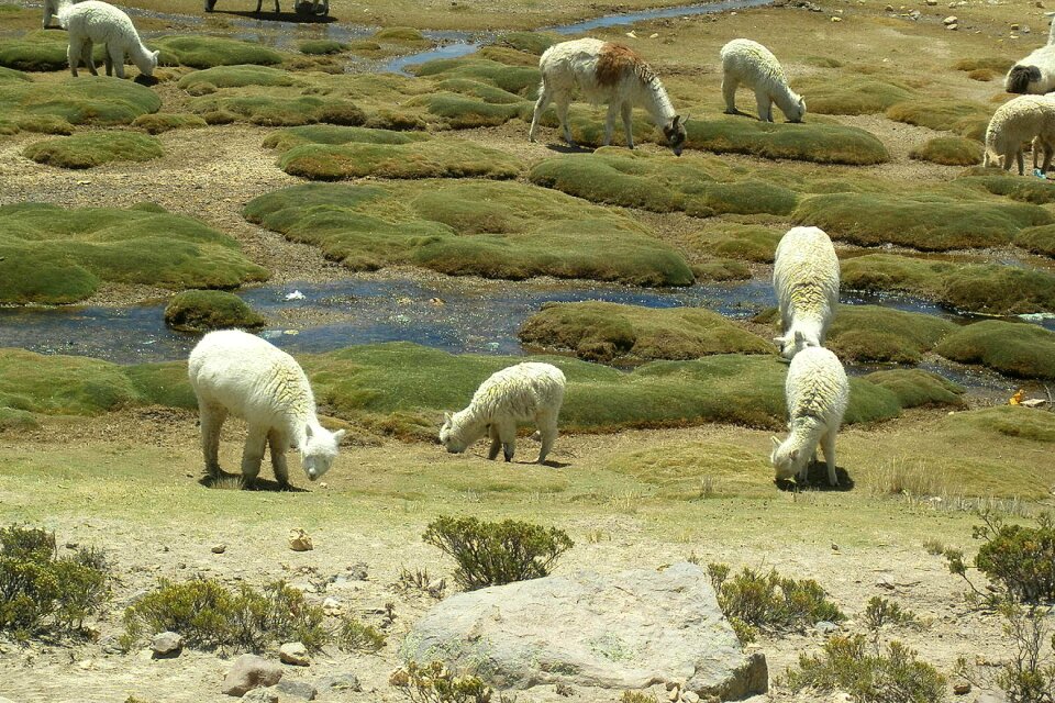 Andes south america peru