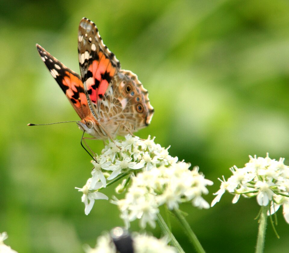 Antennas nature garden