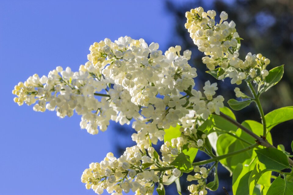 Summer finnish flower