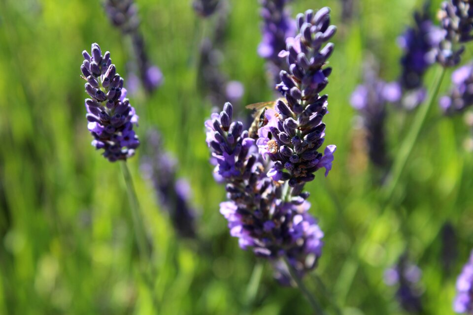 Bloom field buds