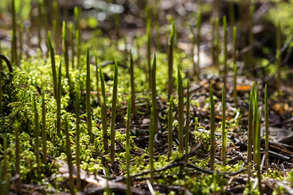 Finnish sign of spring flower