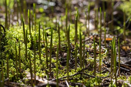 Finnish sign of spring flower
