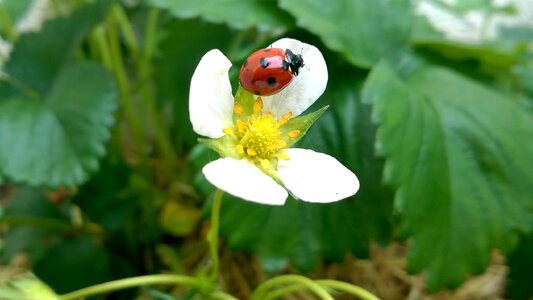 Insect macro garden
