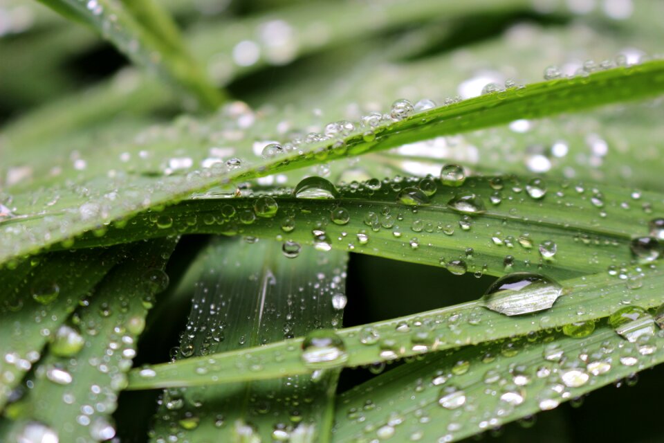 Drop of water wet nature