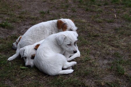 Puppies dog puppies parson russell terrier photo