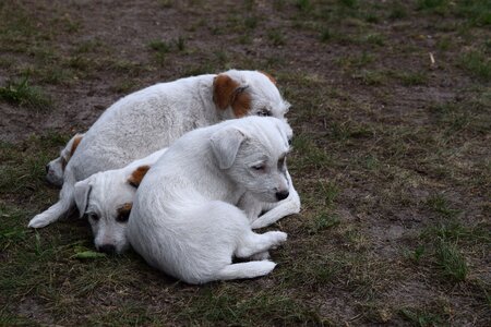 Puppies dog puppies parson russell terrier
