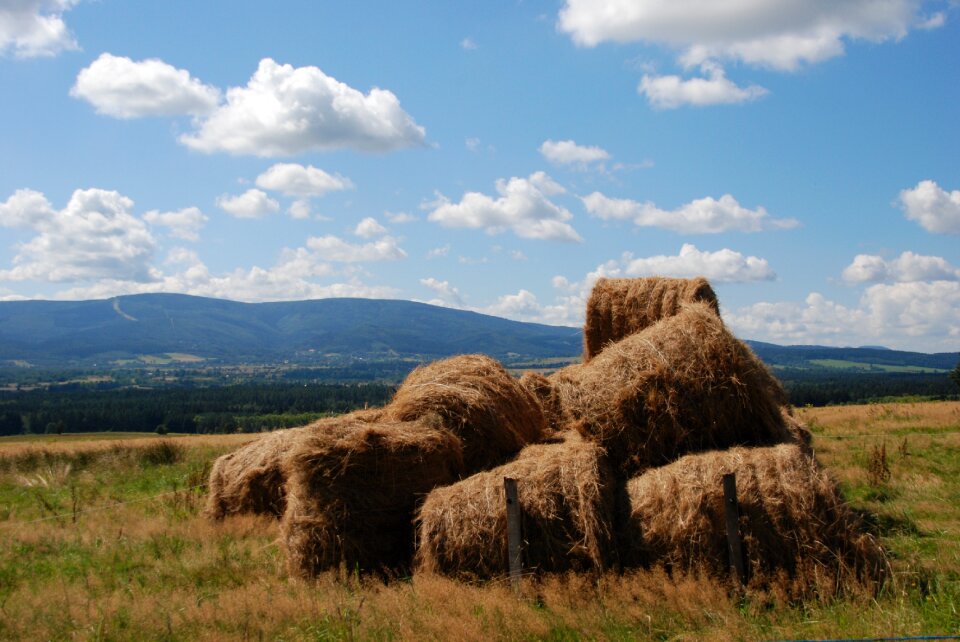 Summer agricultural landscape