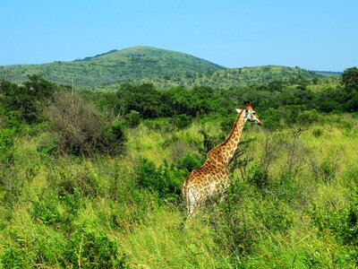 Giraffe savannah wild