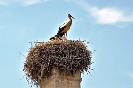 Nesting stork's nest bird