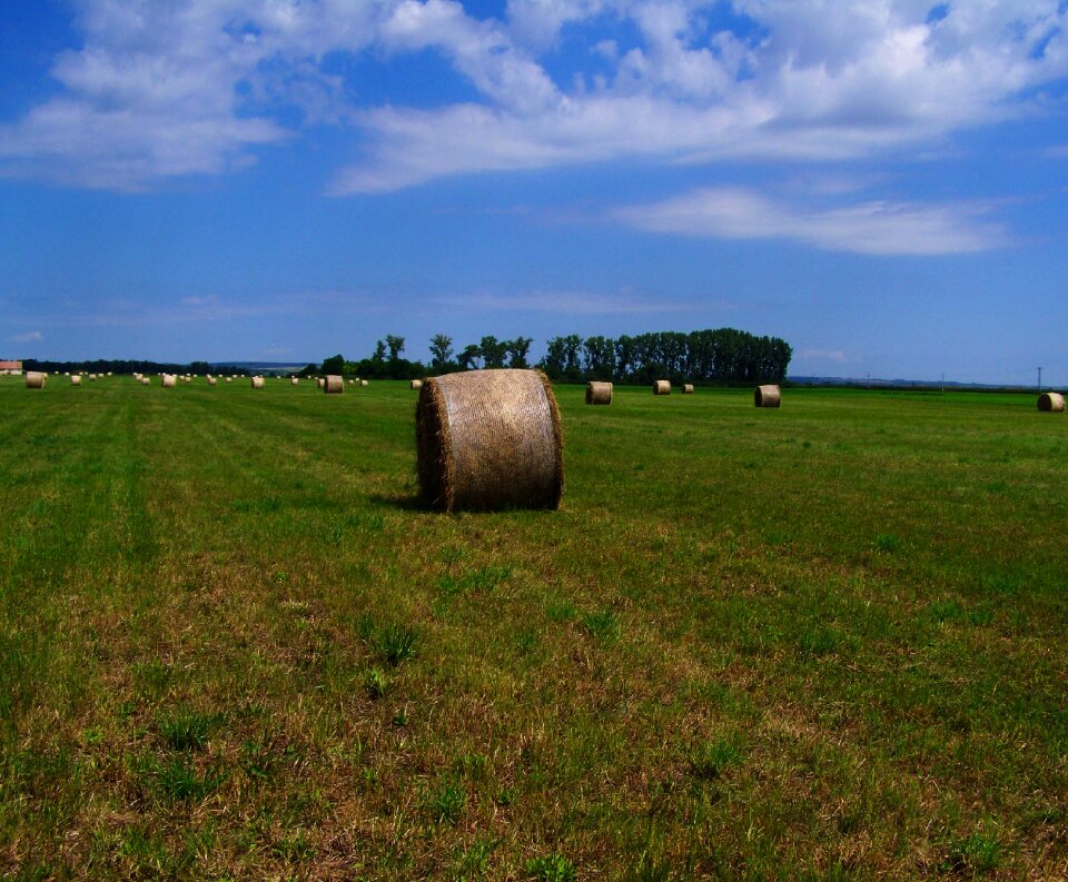 Hay bale forage mown field