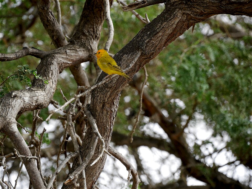 Bonaire green branch