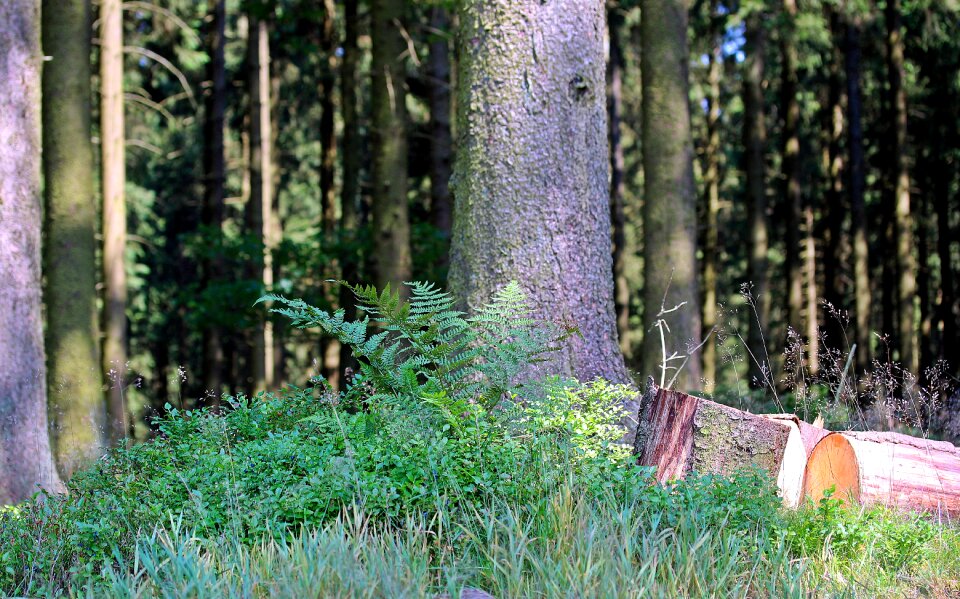 Fir logs fern shrubs