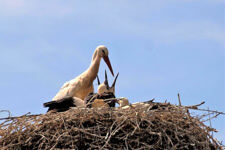 Nesting stork's nest bird