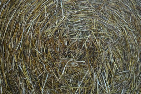 Agriculture round bales straw bales